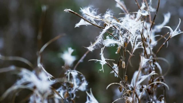 White cottonseed pods releasing in winter along a riverbank 