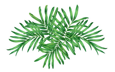 Watercolor painting fern,tropical,green leaves,palm leaf isolated on white background.Watercolor hand painted illustration tropical exotic leaf for wallpaper vintage Hawaii jungle style pattern.