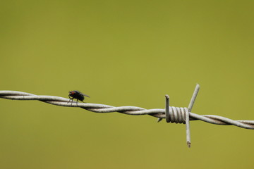 Mosca macro