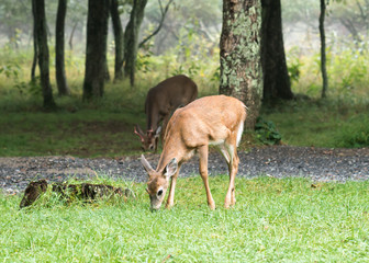 Fawn and Buck at Campground