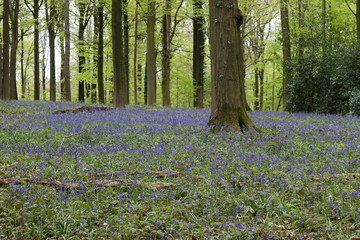 hallerbos