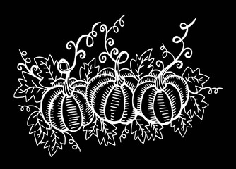 Doodle pumpkins. Hand drawn ink illustration