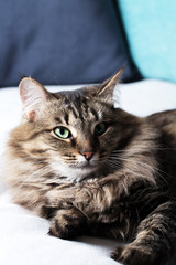 Fototapeta na wymiar Home striped cat on sofa, vacation, animals, close-up, vertical horizontal