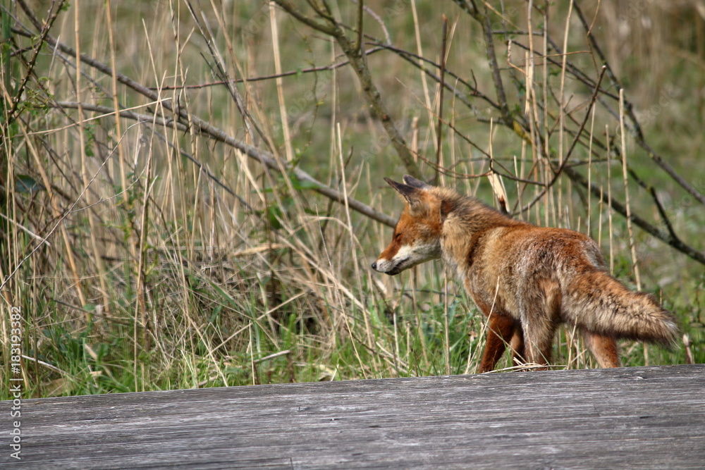 Wall mural red fox