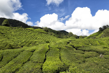 Fototapeta premium Tea plantation in Cameron Highlands