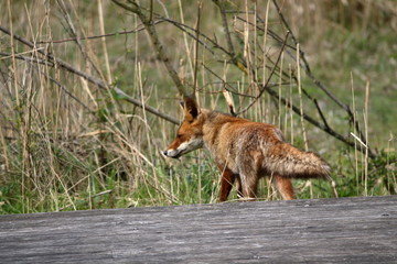 Fototapeta premium red fox