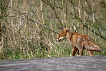 red fox