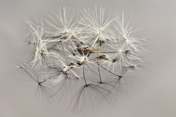 Dandelion seeds on the surface of the water.
Wallpaper. Background.
