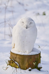 Fototapeta premium 冬のシロフクロウ