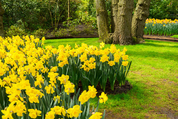 Obraz premium Colourful Daffodils Flowerbeds and Pathway in an Spring Formal Garden