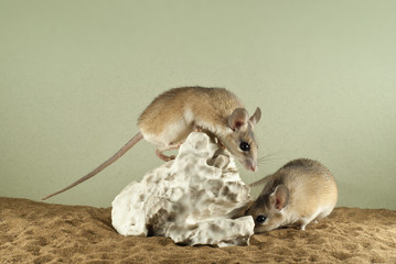 Two spiny mouses in a spacious terrarium with a sandy bottom and a quaint piece of gypsum