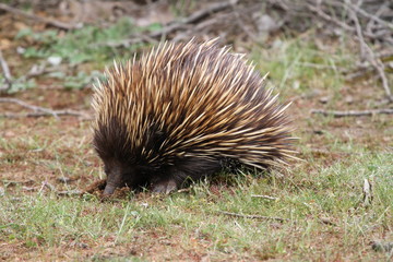 free and native wild echidna in australia