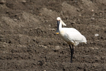 spoonbill