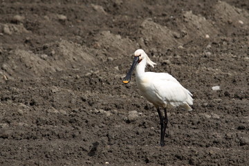 spoonbill