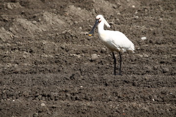 spoonbill