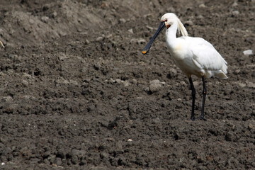 spoonbill