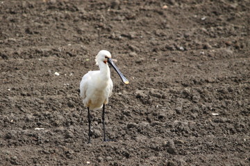 spoonbill
