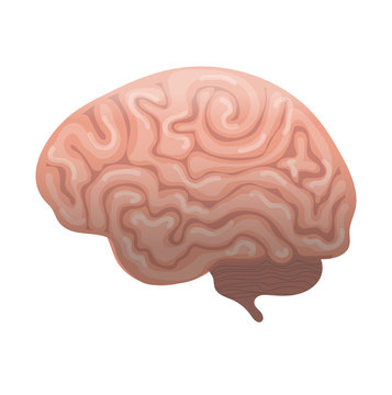 Human brain icon, flat style. Internal organs symbol the side view, isolated on white background. Vector illustration