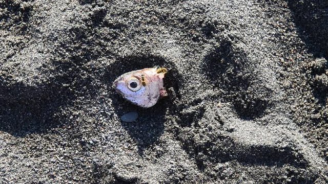testa di pesce mozzato come scarto della pesca sulla spiaggia con insettti e api che si cibano.