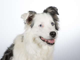 Fototapeta premium Young Australian shepherd dog portrait. Blue eyes. Image taken in a studio with white background.