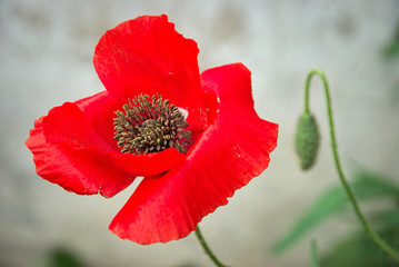 Beautiful red poppy flower outside in the garden