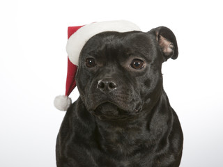 Christmas dog. American staffordshire bull terrier with Christmas hat.