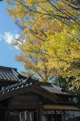 Fototapeta premium 紅葉 神社