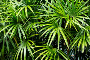 Green leaf texture background,  Green pattern