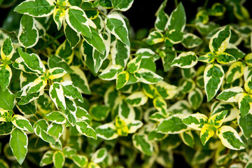 Green leaf texture background,  Green pattern