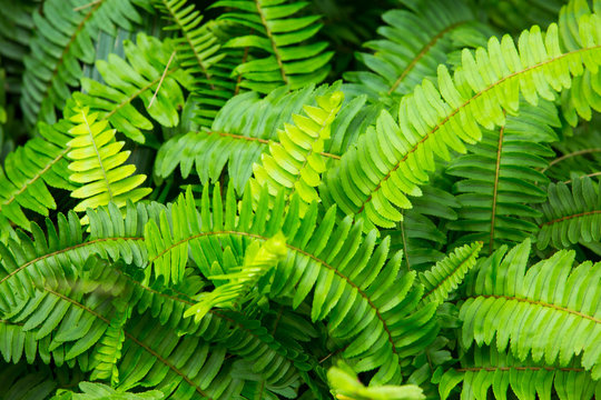 Green leaf texture background,  Green pattern