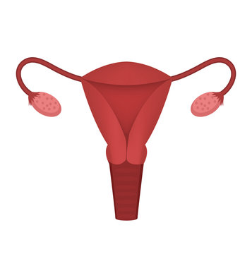 Female reproductive system, uterus, ovary icon, flat style. Internal organs of the human design element, logo. Anatomy, medicine, gynecology concept. Healthcare. Isolated on white background Vector