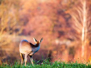 Pasące się sarny w świetle jesiennego zachodzącego słońca © JDziedzic