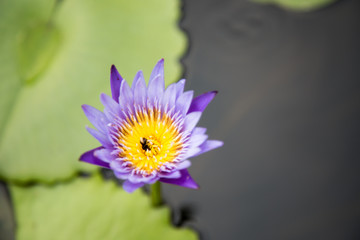 Pink lotus in river.