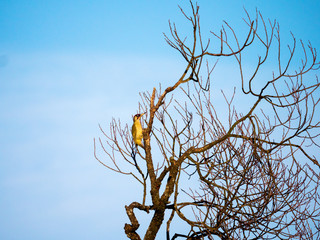 Dzięcioł zielony na starej wierzbie © JDziedzic