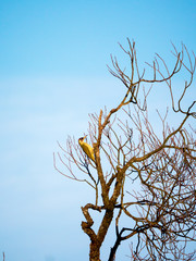 Dzięcioł zielony na starej wierzbie © JDziedzic