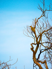 Dzięcioł zielony na starej wierzbie © JDziedzic