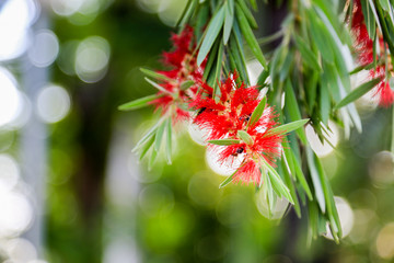 Red of bottle brush   with green tree
