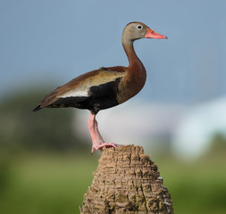 black bellied whistling tree duck