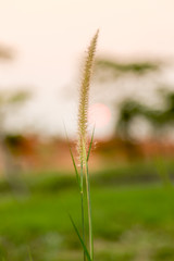 Fototapeta premium flower grass is blooming on autumn