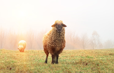 sheep in the fog early in the morning on a pasture