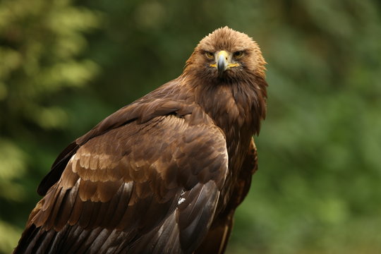 Close up of a Golden Eagle with blurred background