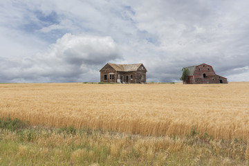 abandoned house and barn in a wheat field