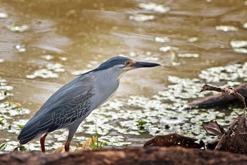 Squacco Heron (Ardeola ralloides) with a shadowy lake background next to a tree root in South Luangwa, Zambia