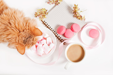 breakfast, morning coffee with marshmallows and macaroons, on white background. Cat in the kitchen, on the table. The concept of the beginning of the day.