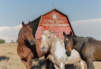 three horse in front of an old red barn © snaphappy28
