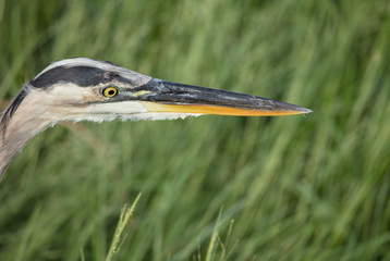 great blue heron close up portrait in the florida wetlands