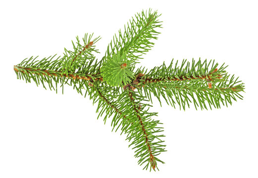 Fresh branch of fir tree on white background, closeup