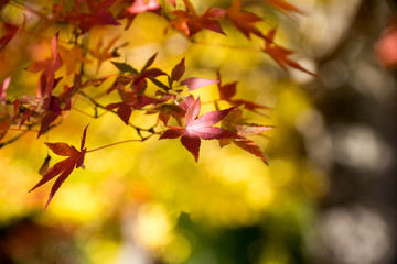 紅葉の秋