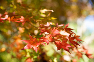 紅葉の秋