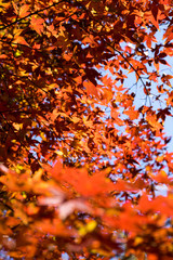 紅葉の秋